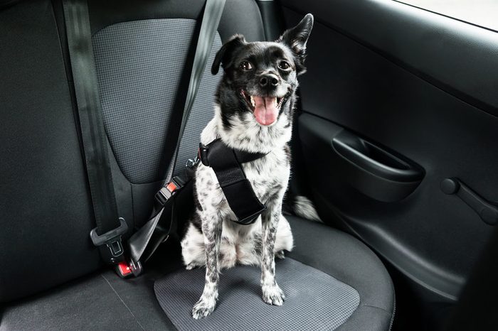 Dog With Sticking Out Tongue Sitting In A Car Seat