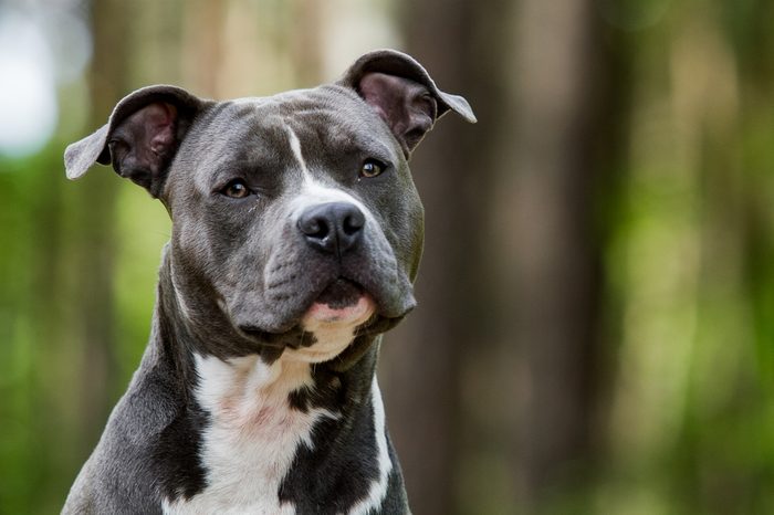 Blue American staffordshire terrier, amstaff, stafford