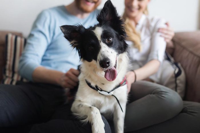 Beautiful couple relaxing at home and loving their pet