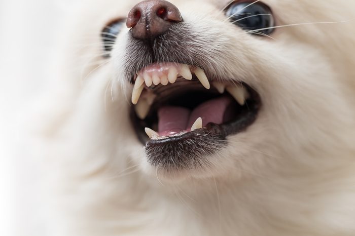 Irated white pomeranian close up