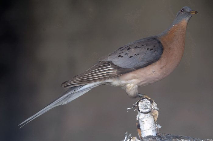 PASSENGER PIGEON, KNOXVILLE, USA