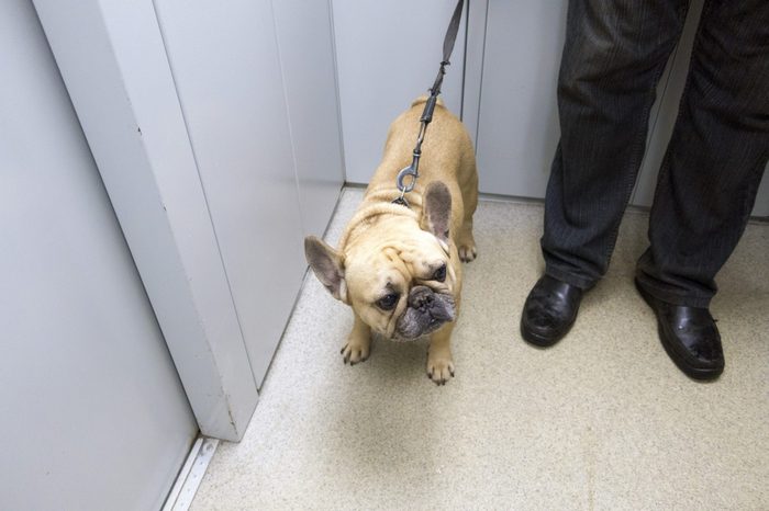 French bulldog in the elevator