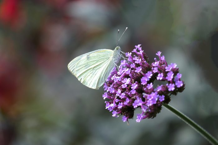 Madeiran large white (Pieris brassicae)