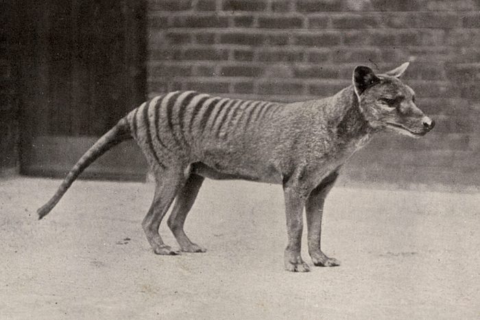 Tasmanian Tiger Or Thylacine