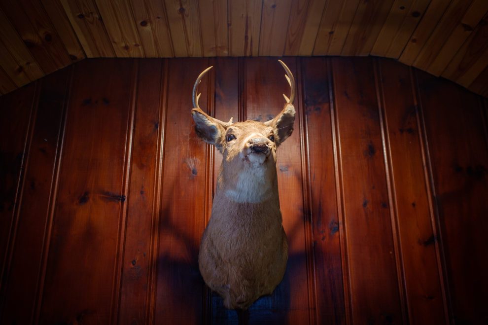 Rustic stuffed taxidermy deer head wall decoration