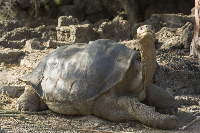 VARIOUS Pinta Island Tortoise (Geochelone nigra abingdoni), 'Lonesome George', last specimen, Charles Darwin Reserve Station, Santa Cruz Island, Galapagos-Islands, Pacific