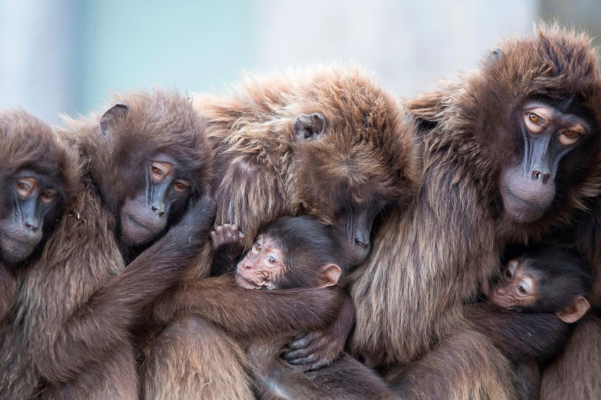 Baboons cuddling