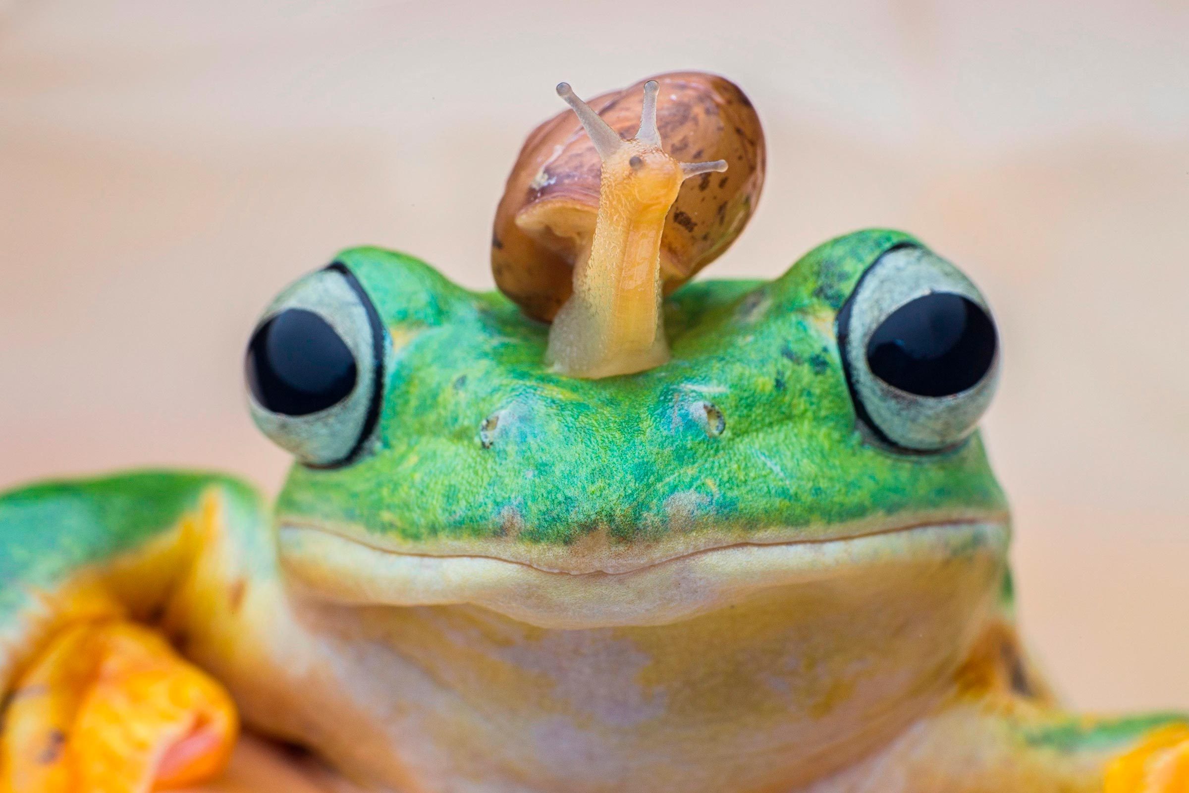 Frog and Snail