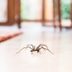 Hereâ€™s Why You Should Never Kill a Spider