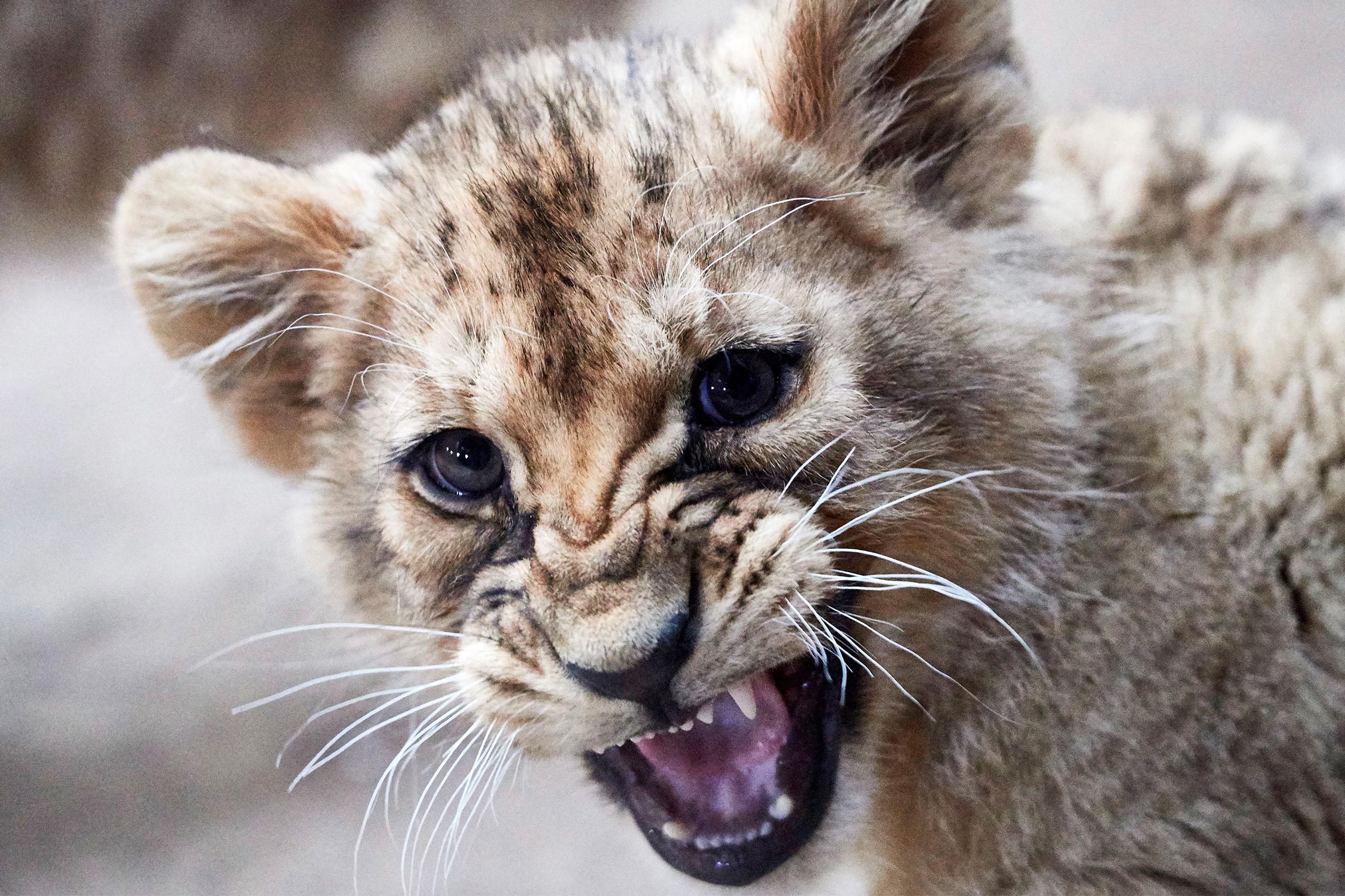 Lion cub