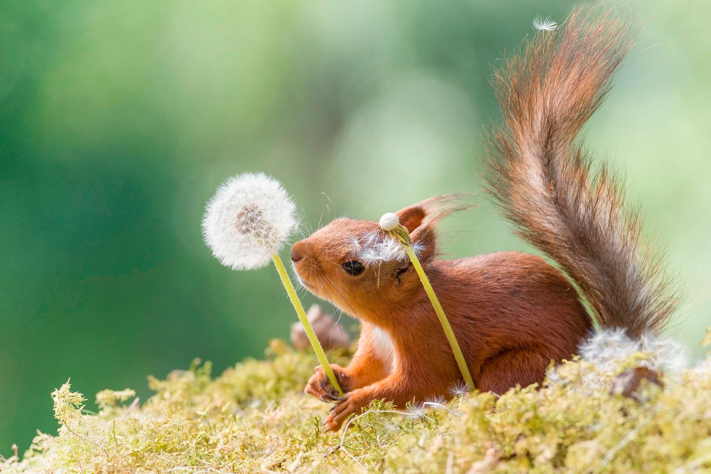 Red Squirrel