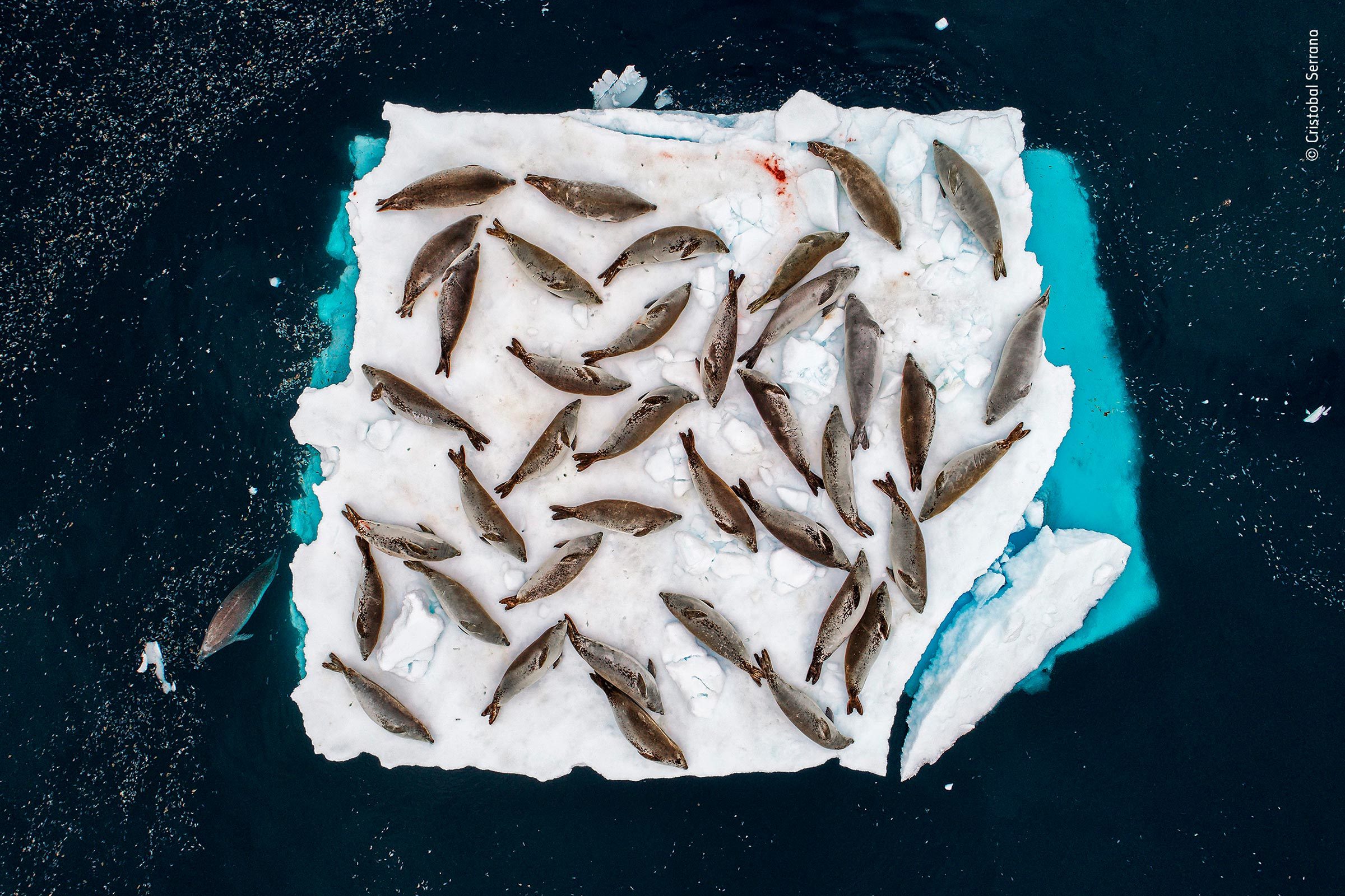 Seals on ice