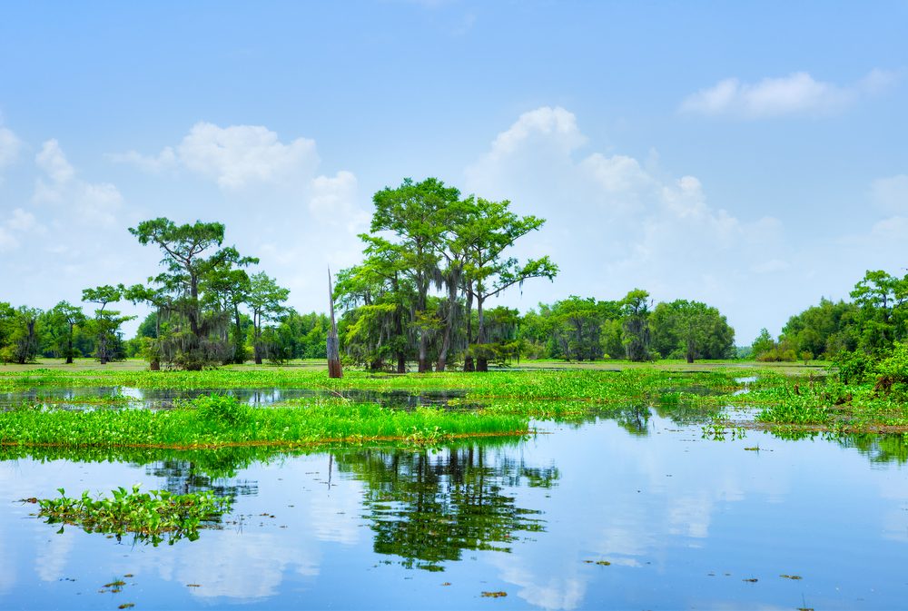 Atchafalaya River Basin, with Cypress trees.