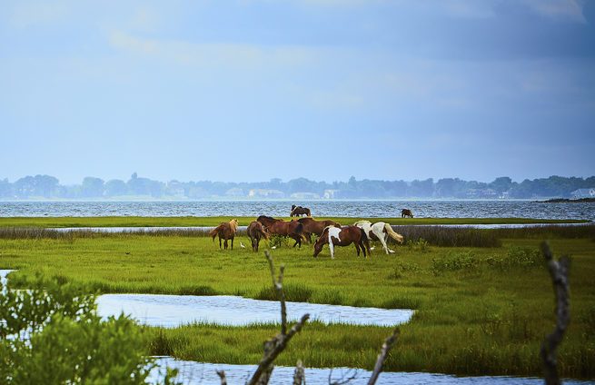 Wild horses of Assateague Island in Maryland