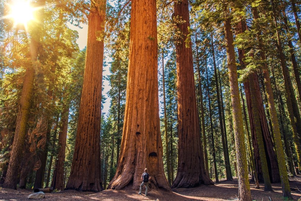 Sequoia vs Man. Giant Sequoias Forest and the Tourist with Backpack Looking Up.