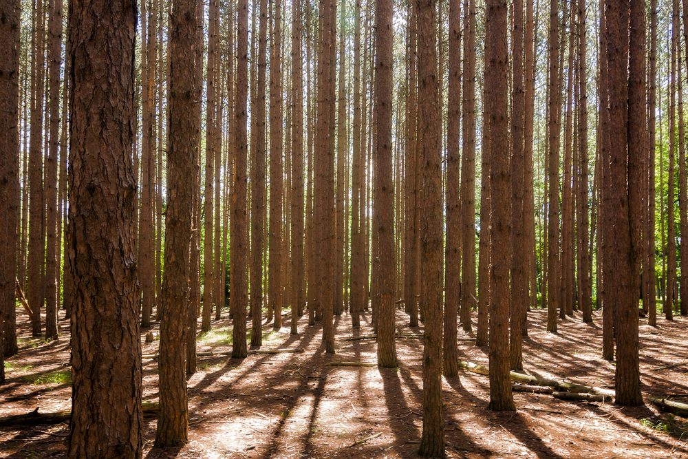 Looking at a stand of tall pine trees. Located at Oak Openings Ohio at a place known as "The Spot".