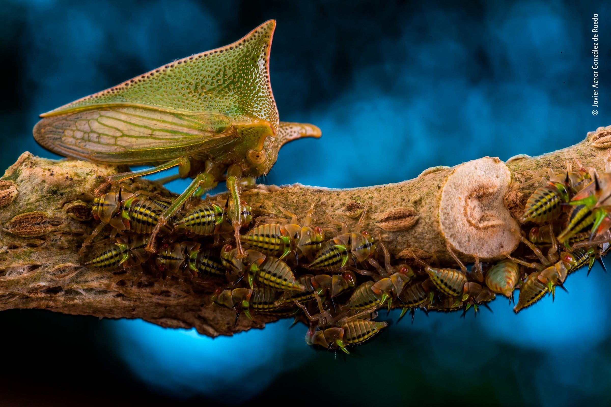 Treehoppers