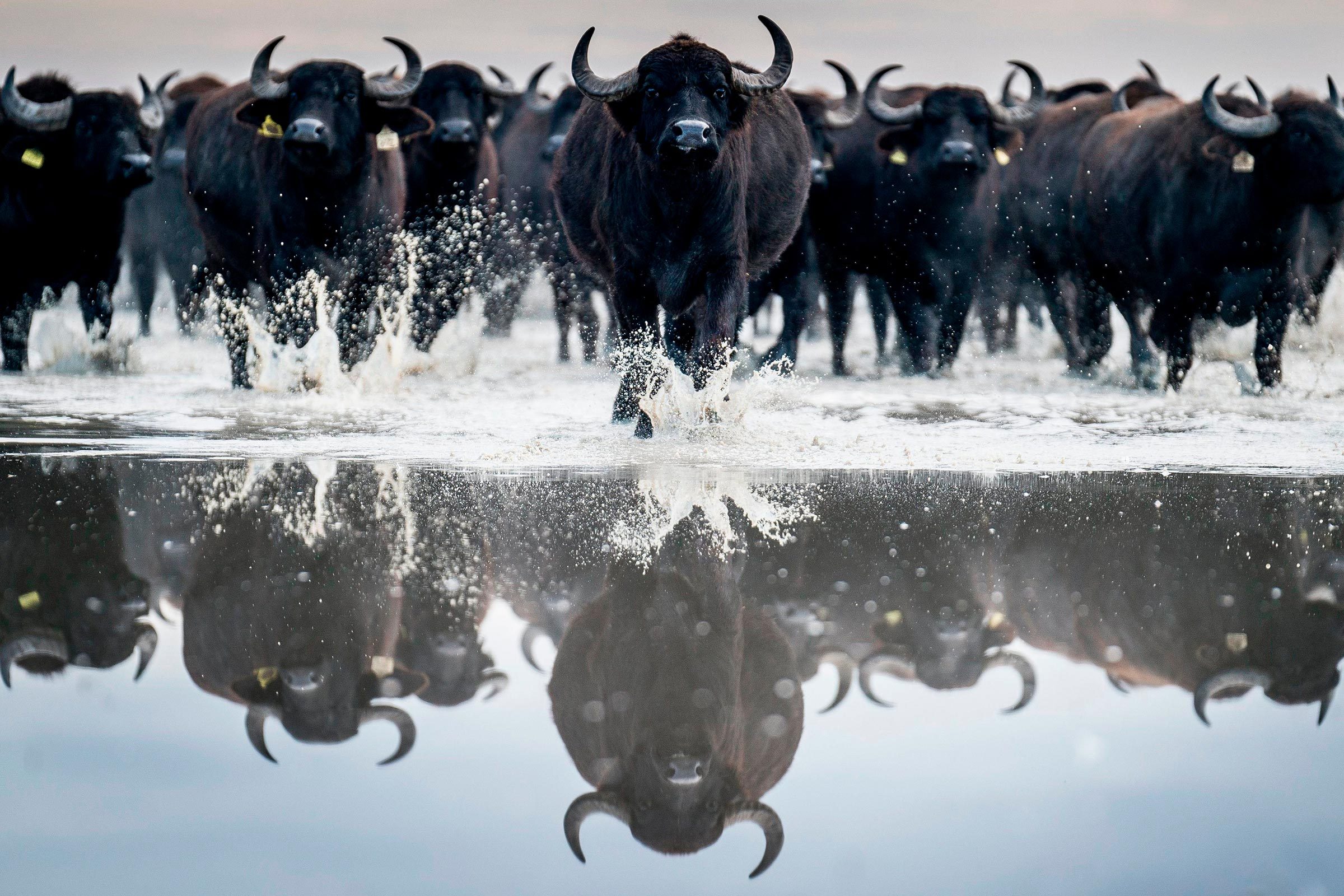 Water Buffalo