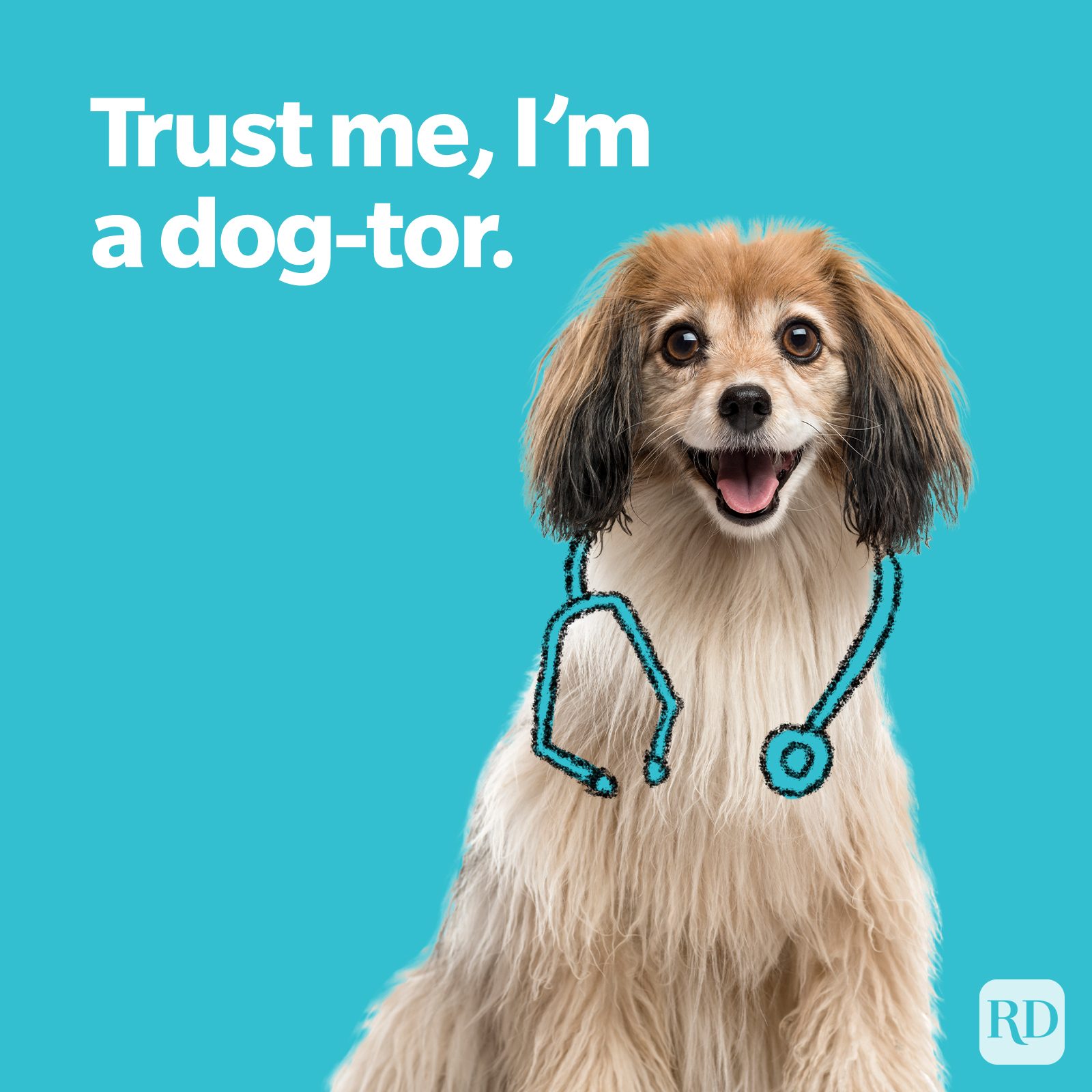 Dog Puns Im A Dogtor