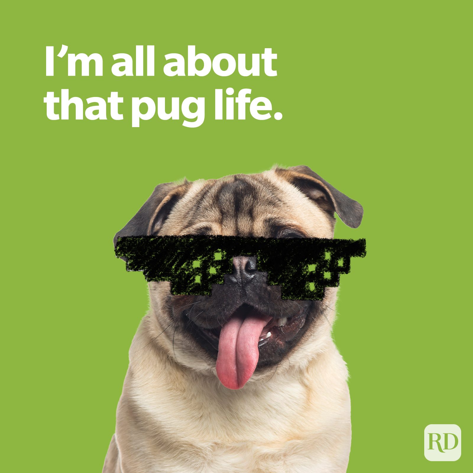 Dog Puns Pug Life