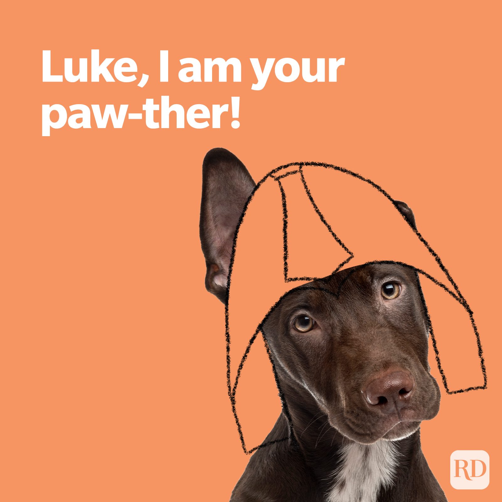 Dog Puns Star Wars