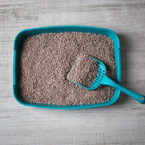 Cat litter box with scoop on wooden floor