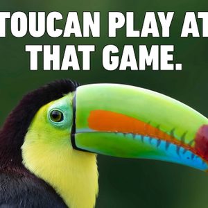 toucan