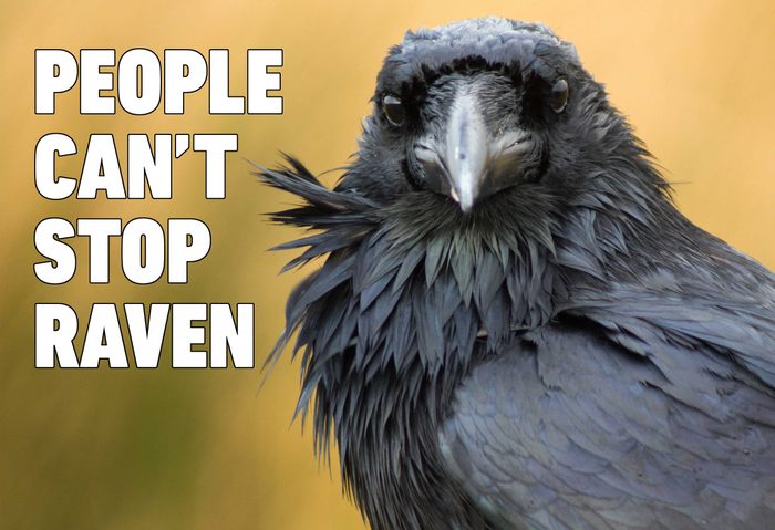 raven