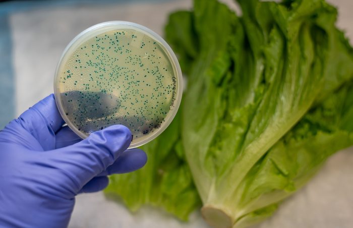 E coli culture plate with romaine lettuce showing contamination concept