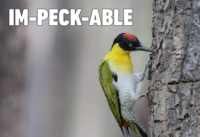 woodpecker