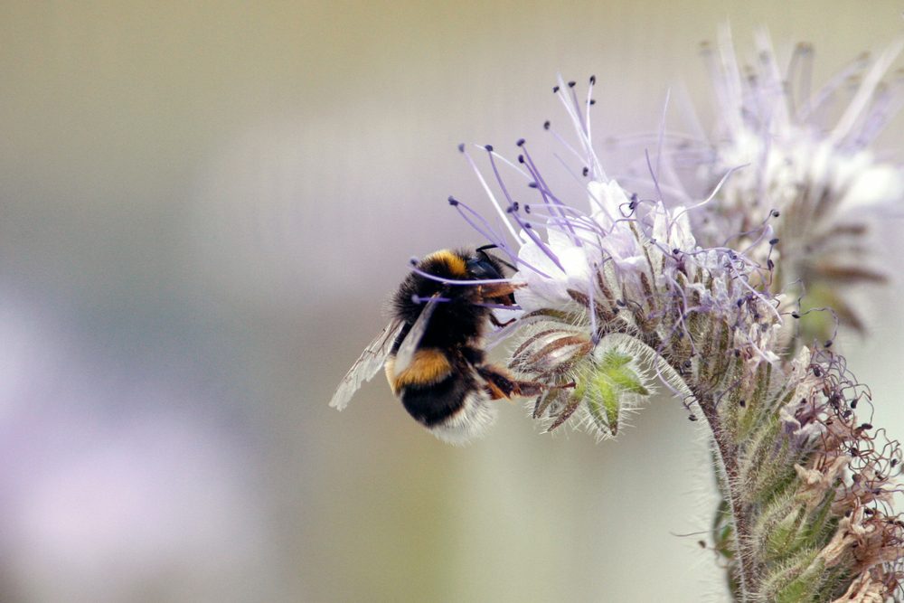 Bumblebees are a widely distributed social insects known for their ability to collect nectar from flowers and pollinate plants. Bumblebees are large yellow and black flying insects with a unique buzz.