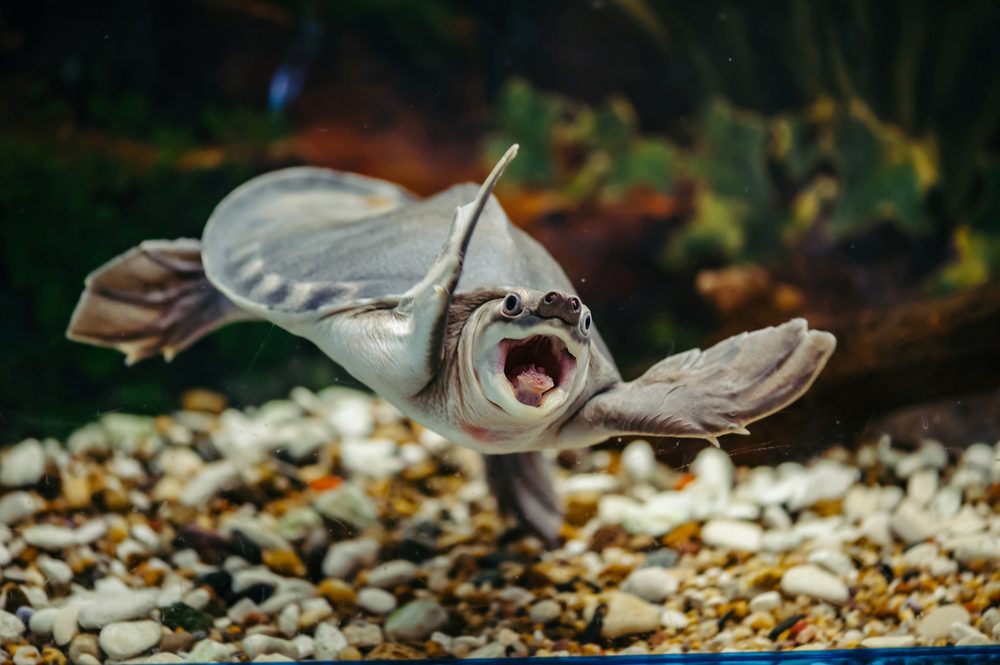 Carettochelys insculpta. The merry turtle swims under the water. Funny animals.