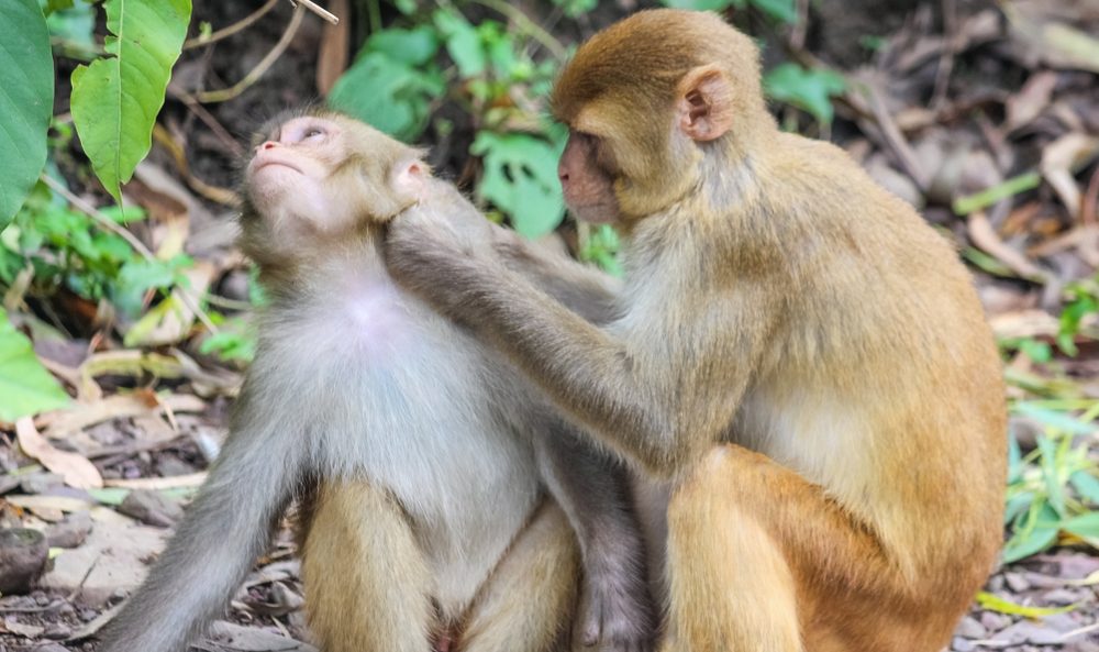 monkey cleaning another monkey