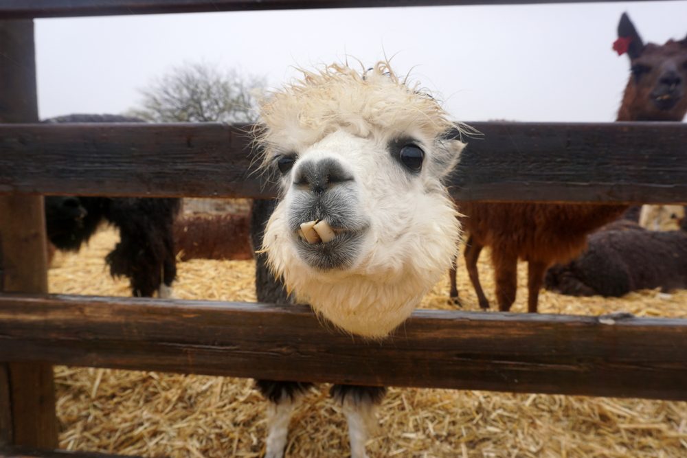 fanny alpaca farm in Mitzpe Ramon. Israel 