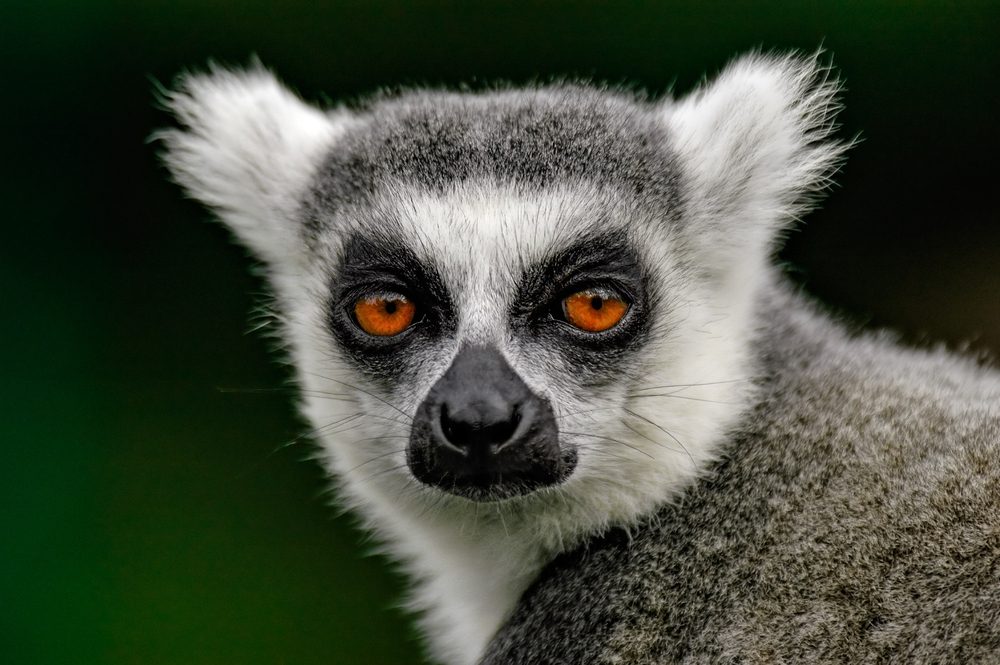 Ring-tailed Lemur (Lemur catta)