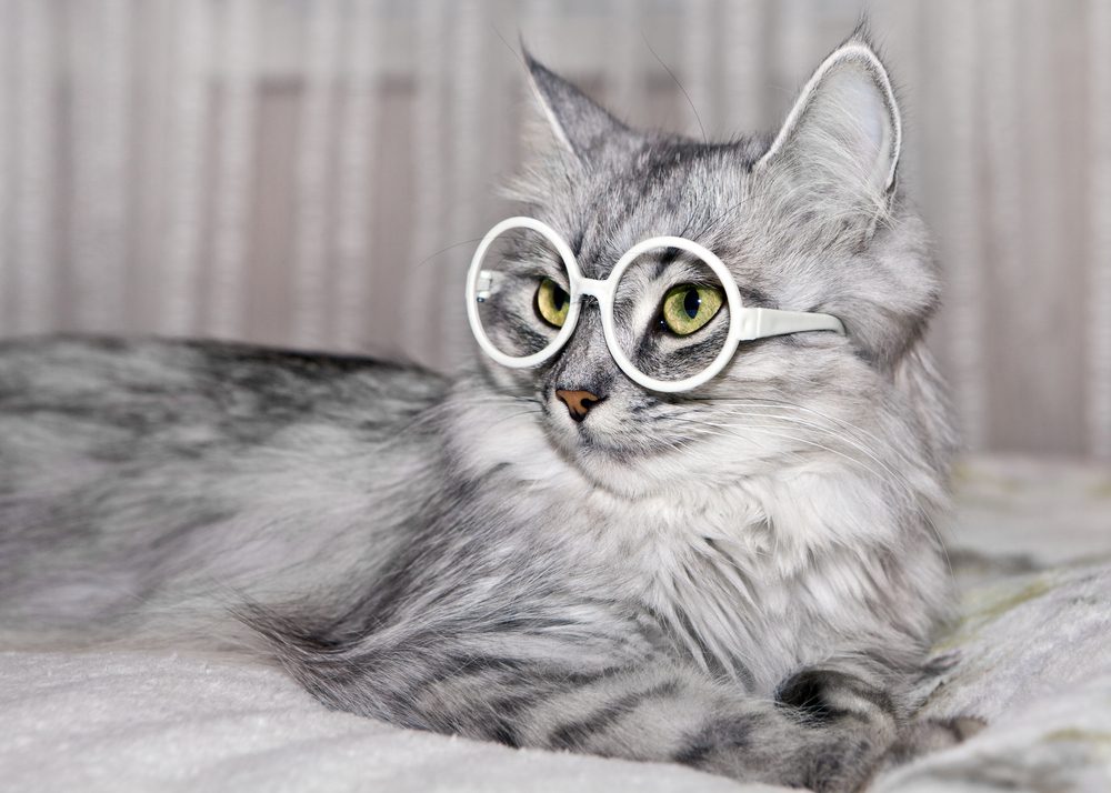 Cat with glasses