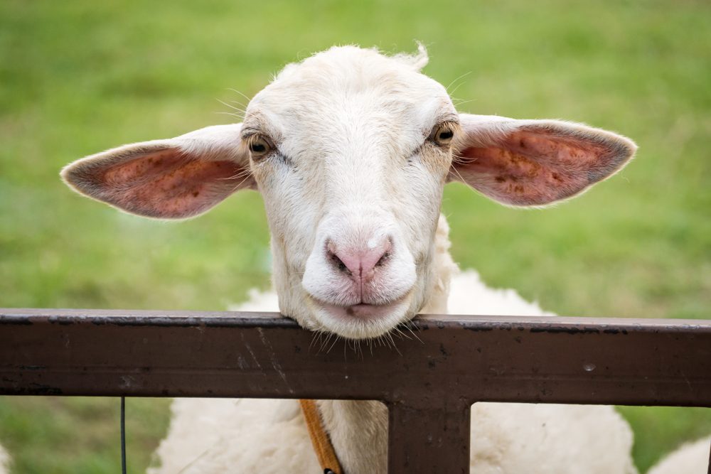 Funny Animal,Little sheep smile on the green grass then look happy.