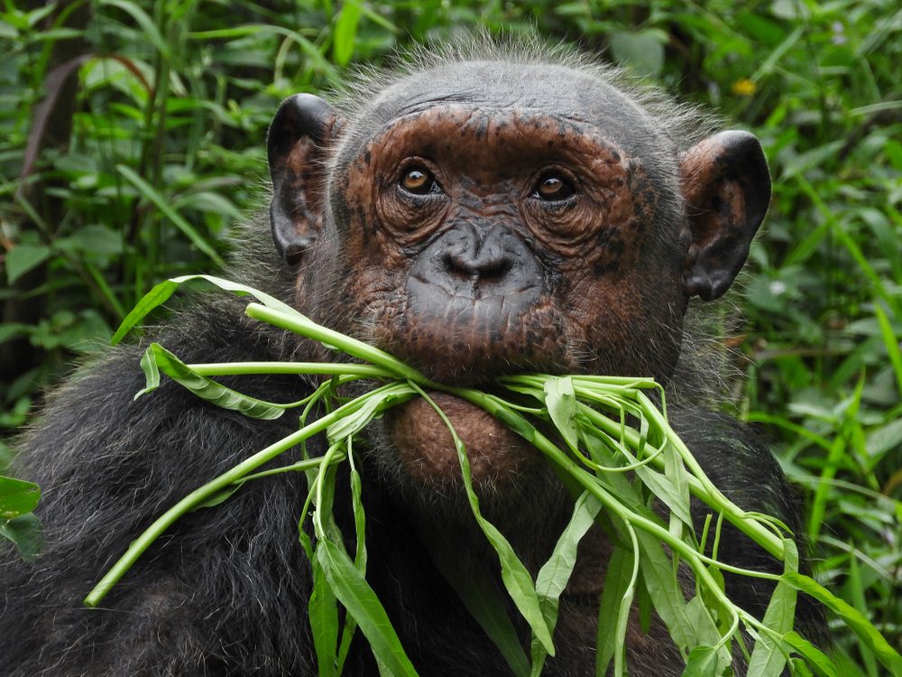 Chimpanzee in the zoo