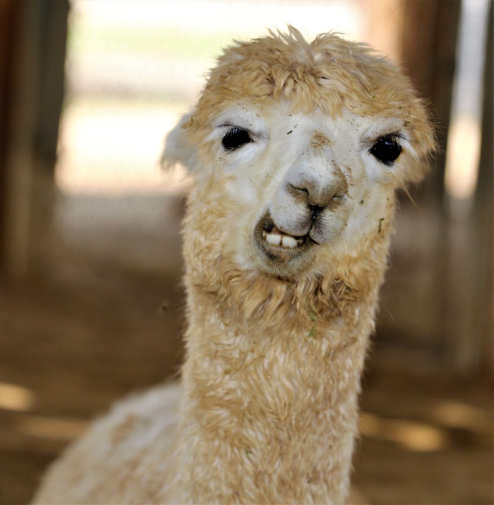 Funny Faced Llama