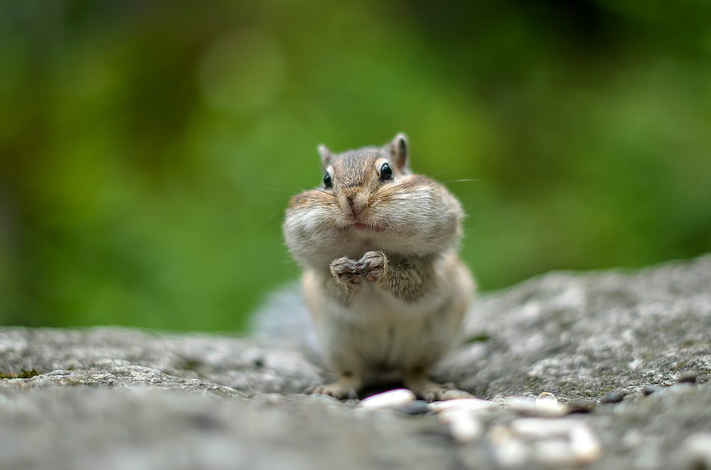 Chipmunk with cheeks full of nuts and seeds. Cheeks bulging. Stocks for the winter. Closeup. Selective focus