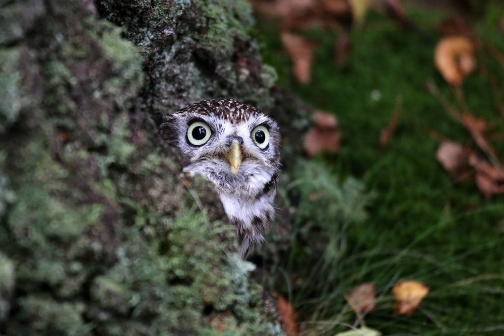 little owl 