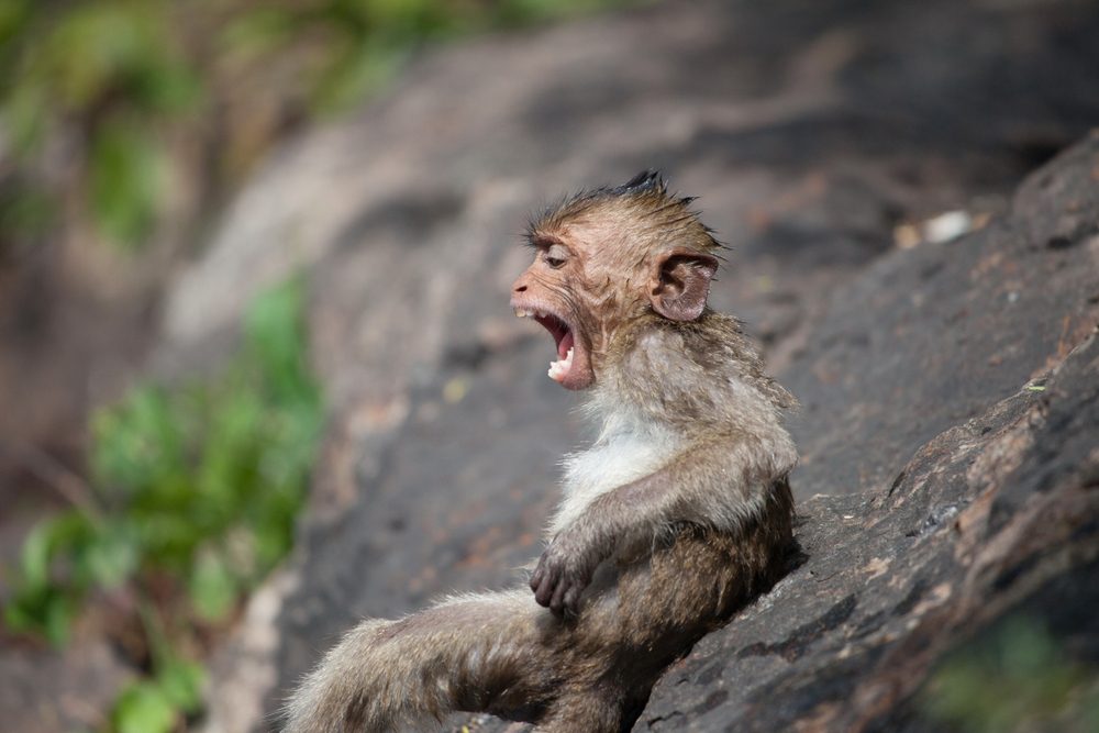 A cute monkey lives in a natural forest of Thailand.