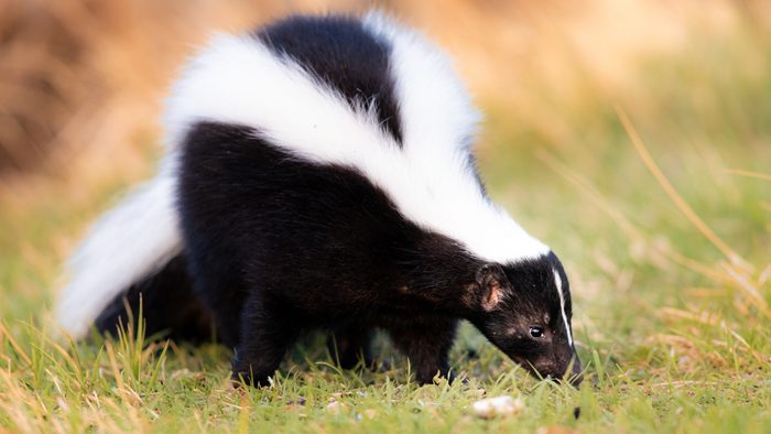 Skunk in Grass, Warm Colors