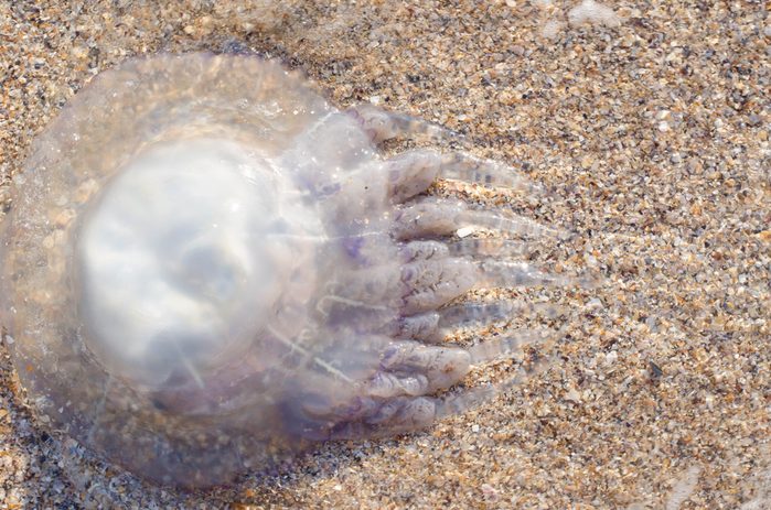 jellyfish on the beach
