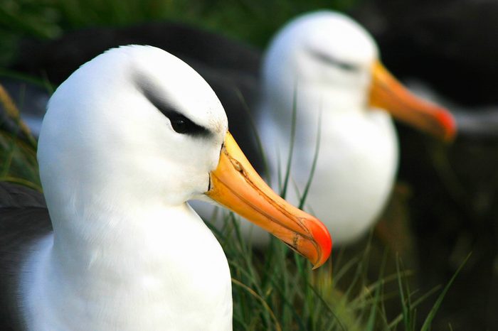 Albatross pair