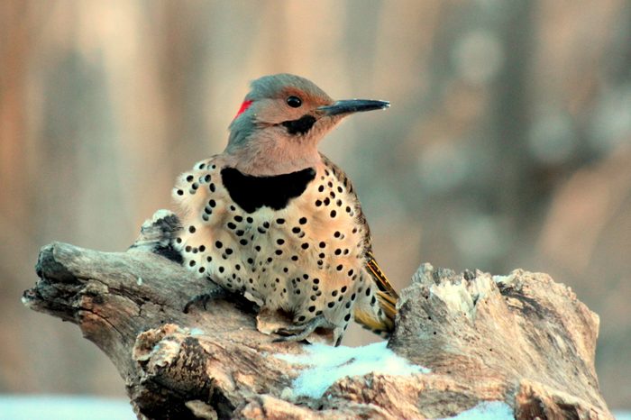 northern flicker