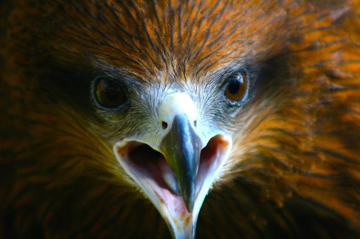 Black kite