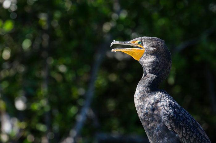 Double crested cormorant