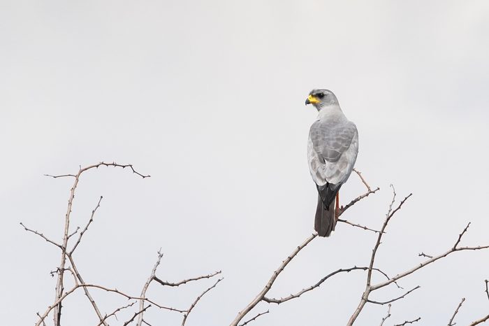 Eastern Chanting Goshawk