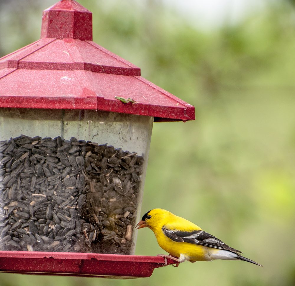  Eastern Goldfinch on a bird feeder photographed in Waterloo, Iowa / Eastern Goldfinch 